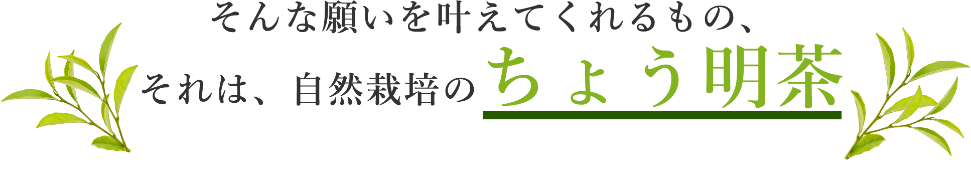 そんな願いを叶えてくれるもの、それは、自然栽培のちょう明茶