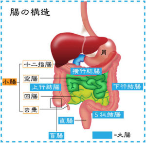 【腸内フローラの働き】身体の健康を保つためには腸内フローラが大切