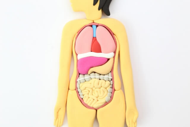 健康維持には腸内フローラのバランスが大切!腸内フローラを改善する方法を紹介