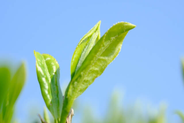 【便秘のお茶】お茶は自然の整腸剤！お茶が便秘にいい理由