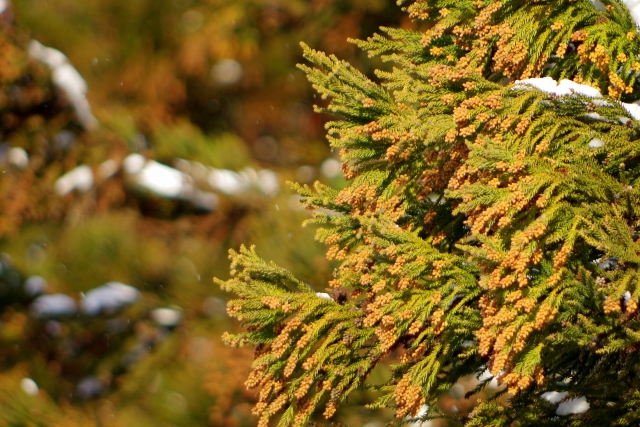 【今すぐ花粉症のつらさを緩和させたい人向け】すぐにできる花粉症対策