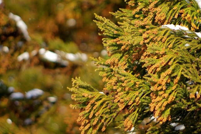 【花粉症の病院】病院に行く前に花粉症の症状を知ろう！