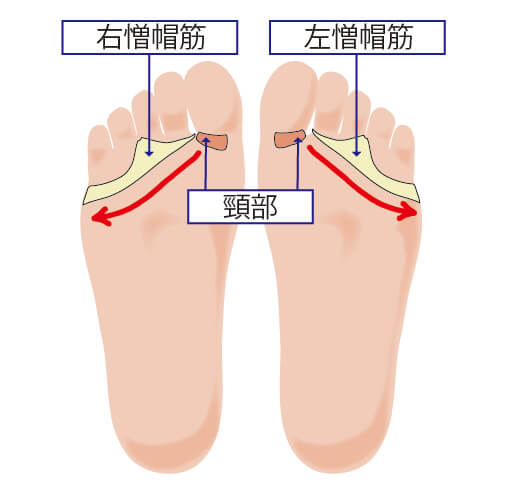 反射区：僧帽筋