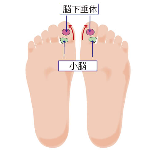 足裏のツボ 正しくは1個だけ 足裏のツボ押しとマッサージでお悩みの症状を解決 株式会社テイコク製薬社