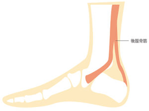 後脛骨筋