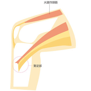 鵞足部・大腿四頭筋