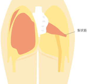 梨状筋（りじょうきん）