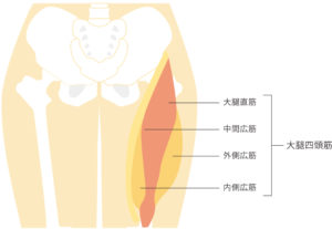 大腿四頭筋とは